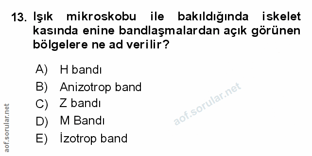 Soru 13
