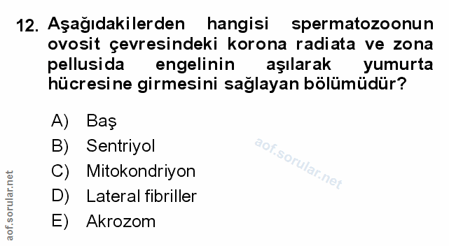 Soru 12