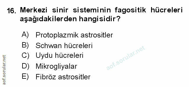 Soru 16