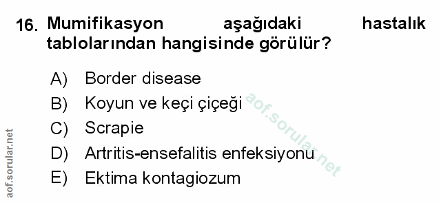 Soru 16