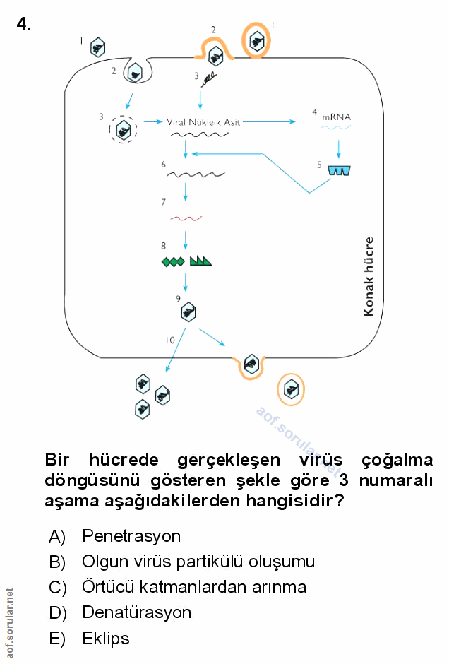 Soru 4