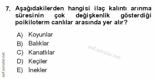 Soru 7
