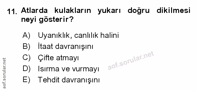 Soru 11