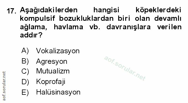 Soru 17