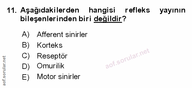 Soru 11