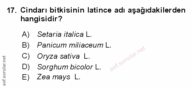 Soru 17