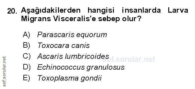 Soru 20