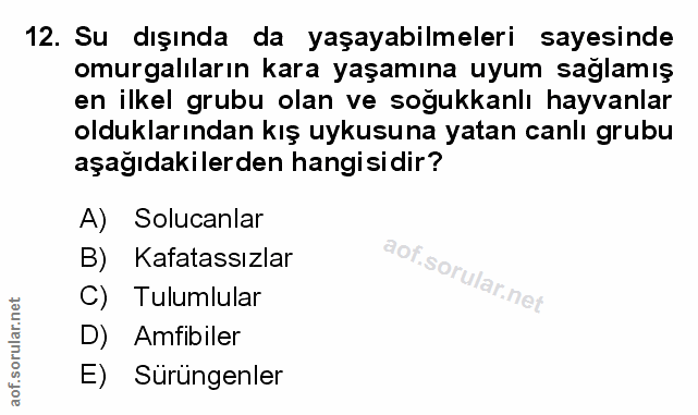 Soru 12