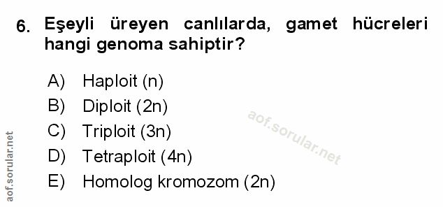 Soru 6