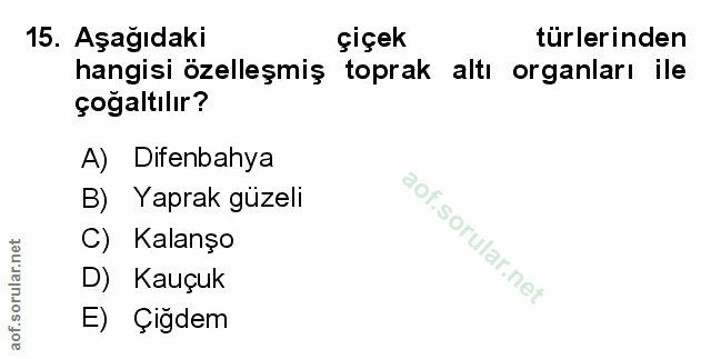 Soru 15