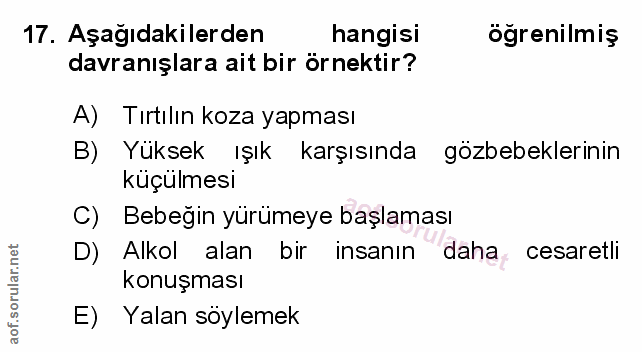 Soru 17