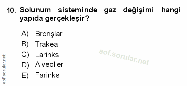 Soru 10