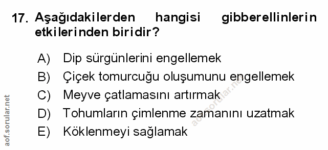 Soru 17