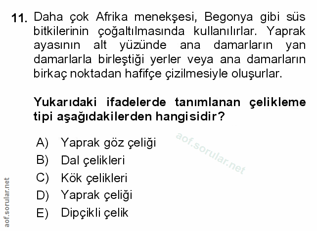 Soru 11
