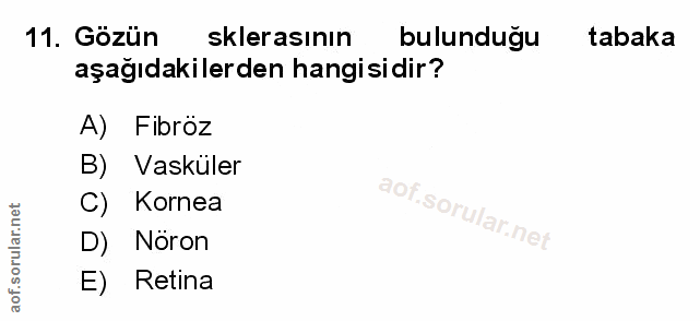 Soru 11