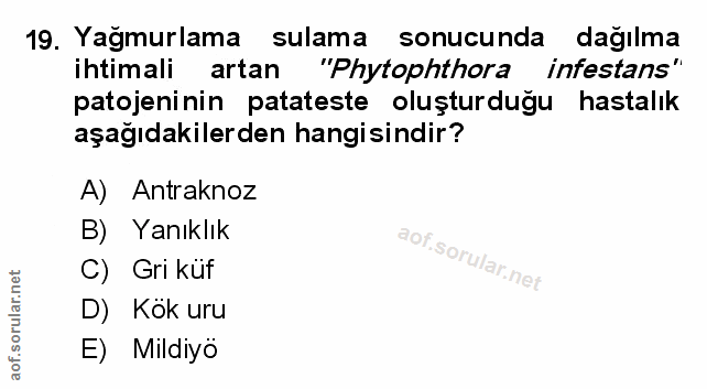 Soru 19