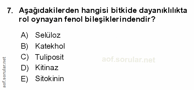 Soru 7