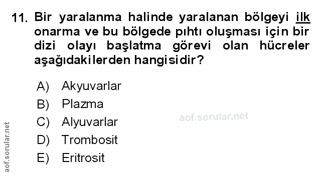 Soru 11