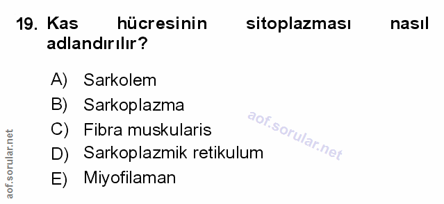Soru 19