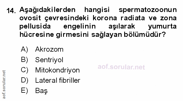 Soru 14