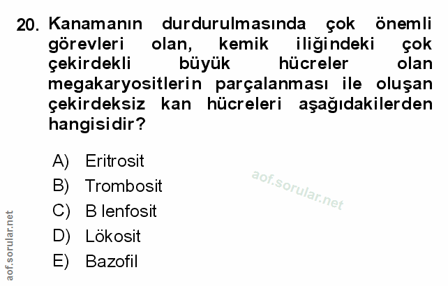 Soru 20