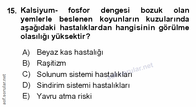 Soru 15