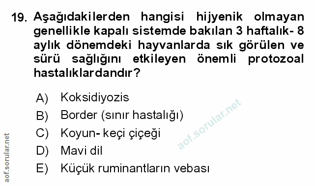 Soru 19