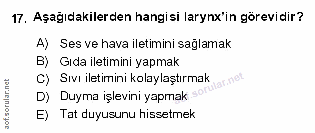 Soru 17