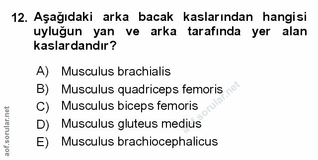 Soru 12