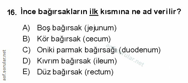 Soru 16