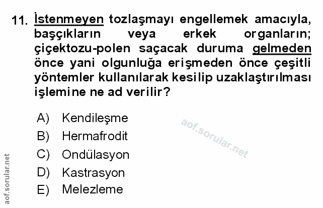 Soru 11