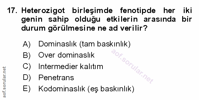 Soru 17
