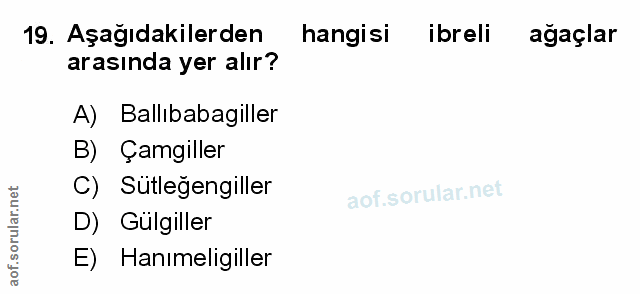 Soru 19