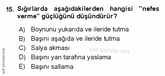 Soru 15