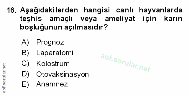 Soru 16