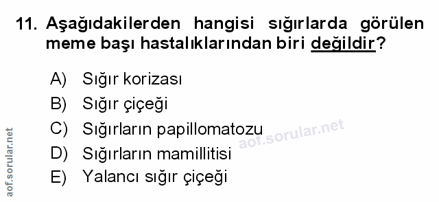 Soru 11