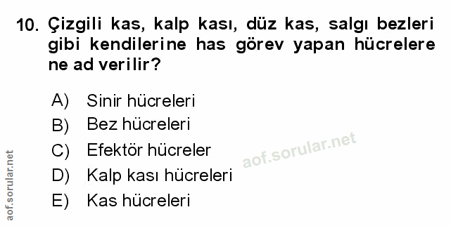 Soru 10