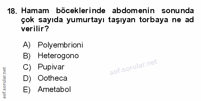 Soru 18