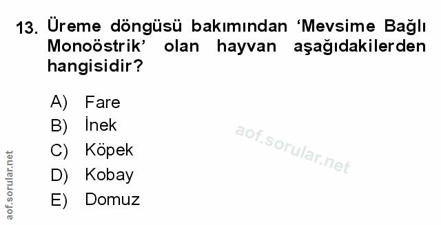 Soru 13