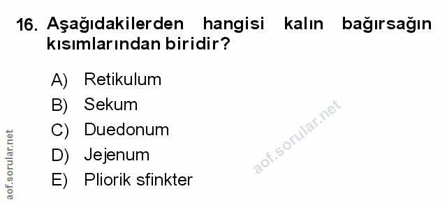 Soru 16