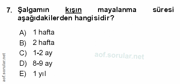 Soru 7