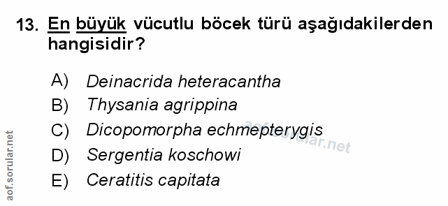 Soru 13