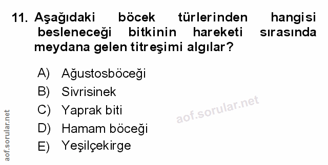 Soru 11