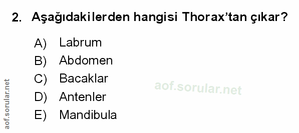 Soru 2