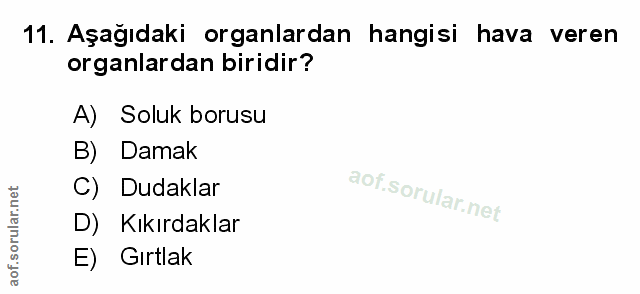 Soru 11