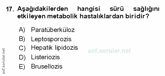 Soru 17