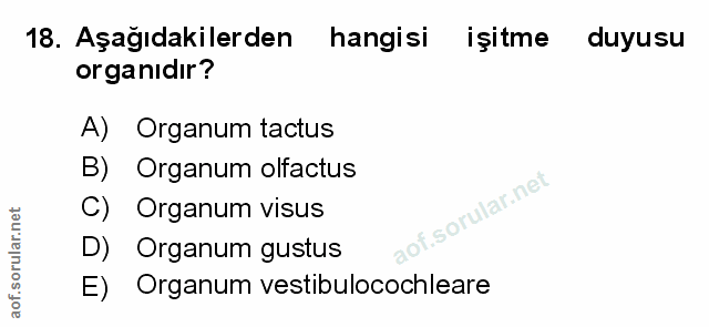 Soru 18