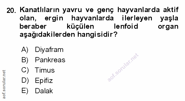 Soru 20
