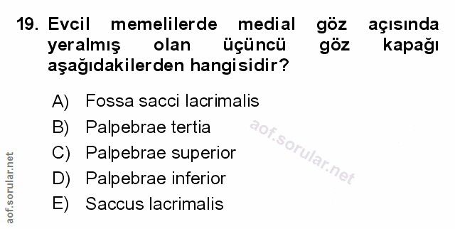 Soru 19