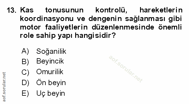 Soru 13
